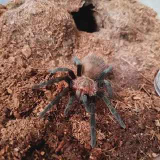 /img/21645-tarantula-evolution.webp