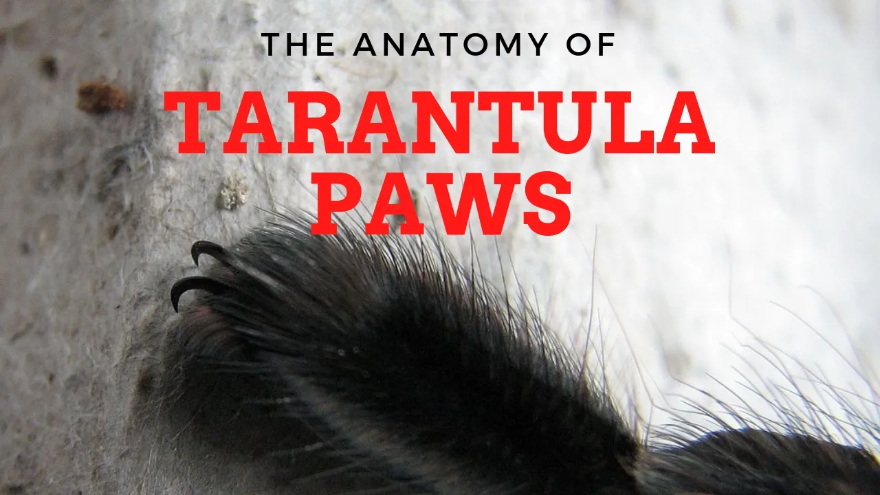 21645 tarantula leg structure
