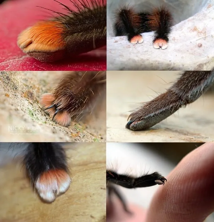 21645 tarantula molting