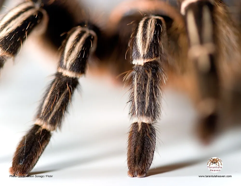 21645 tarantula on glass