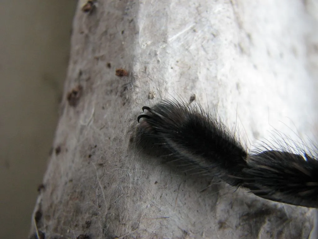 21645 tarantula paw close up