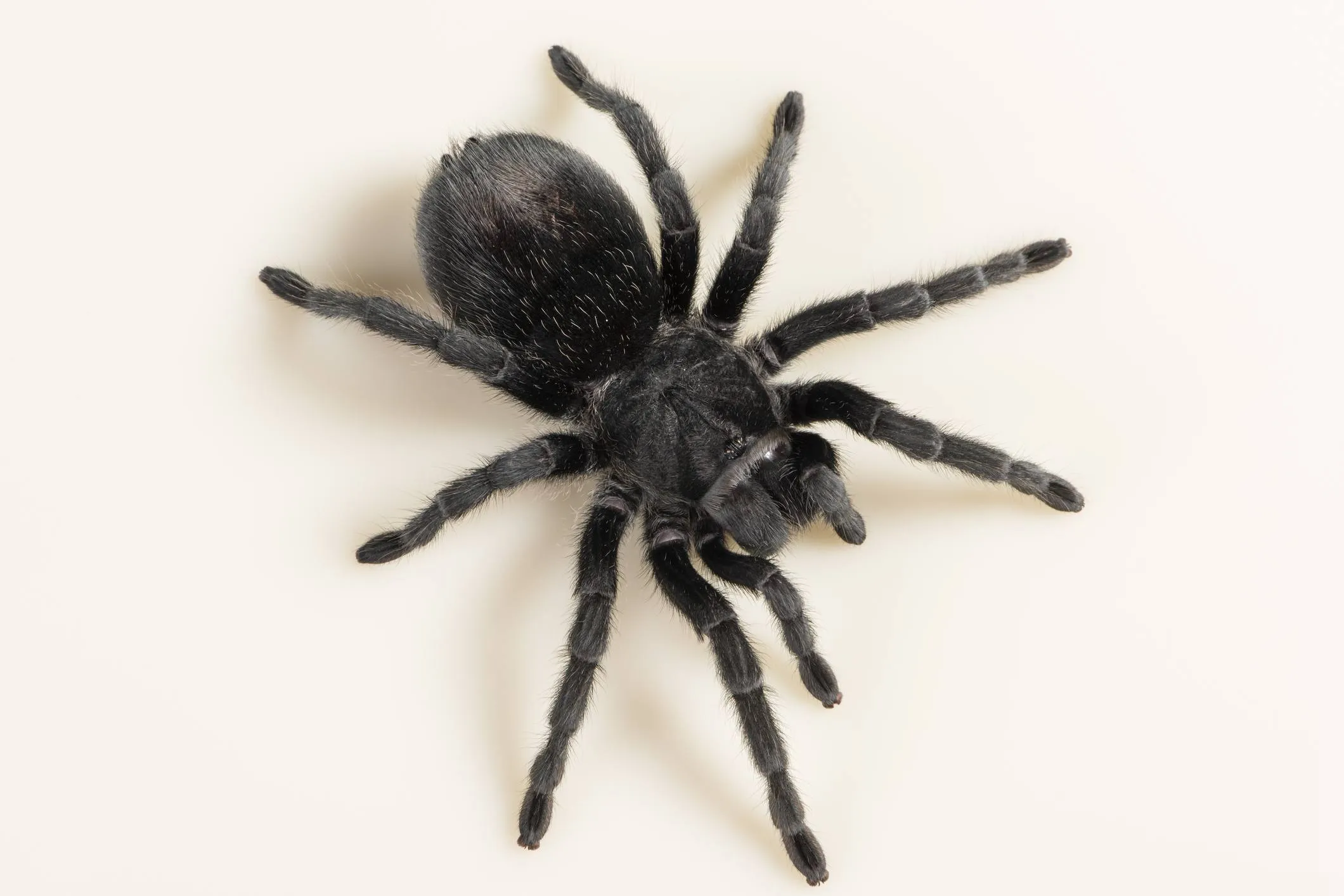 21646 cobalt blue tarantula