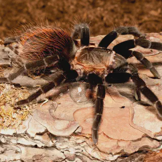 /img/21646-tarantula-care.webp