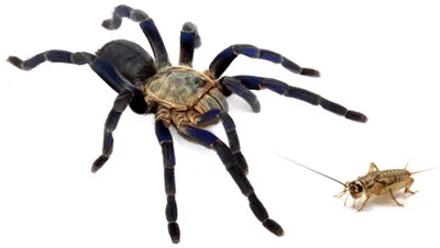 21647 tarantula eating cricket