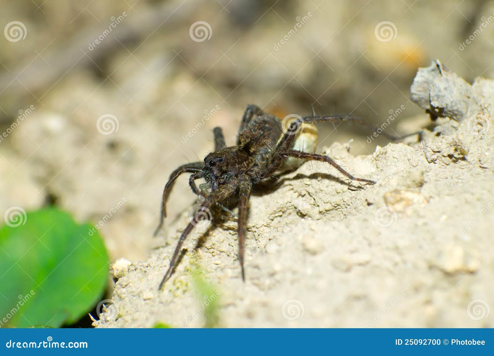 /img/21647-tarantula-feeding-schedule.webp