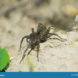 /img/21647-tarantula-feeding-schedule.webp