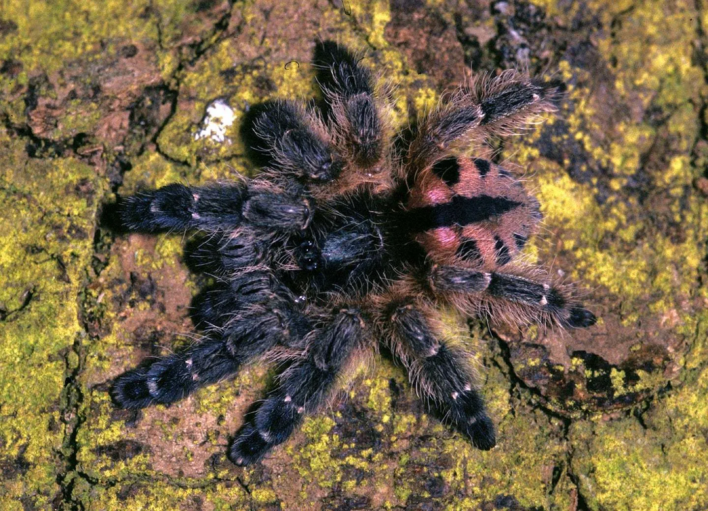 21649 hygrometer for tarantula