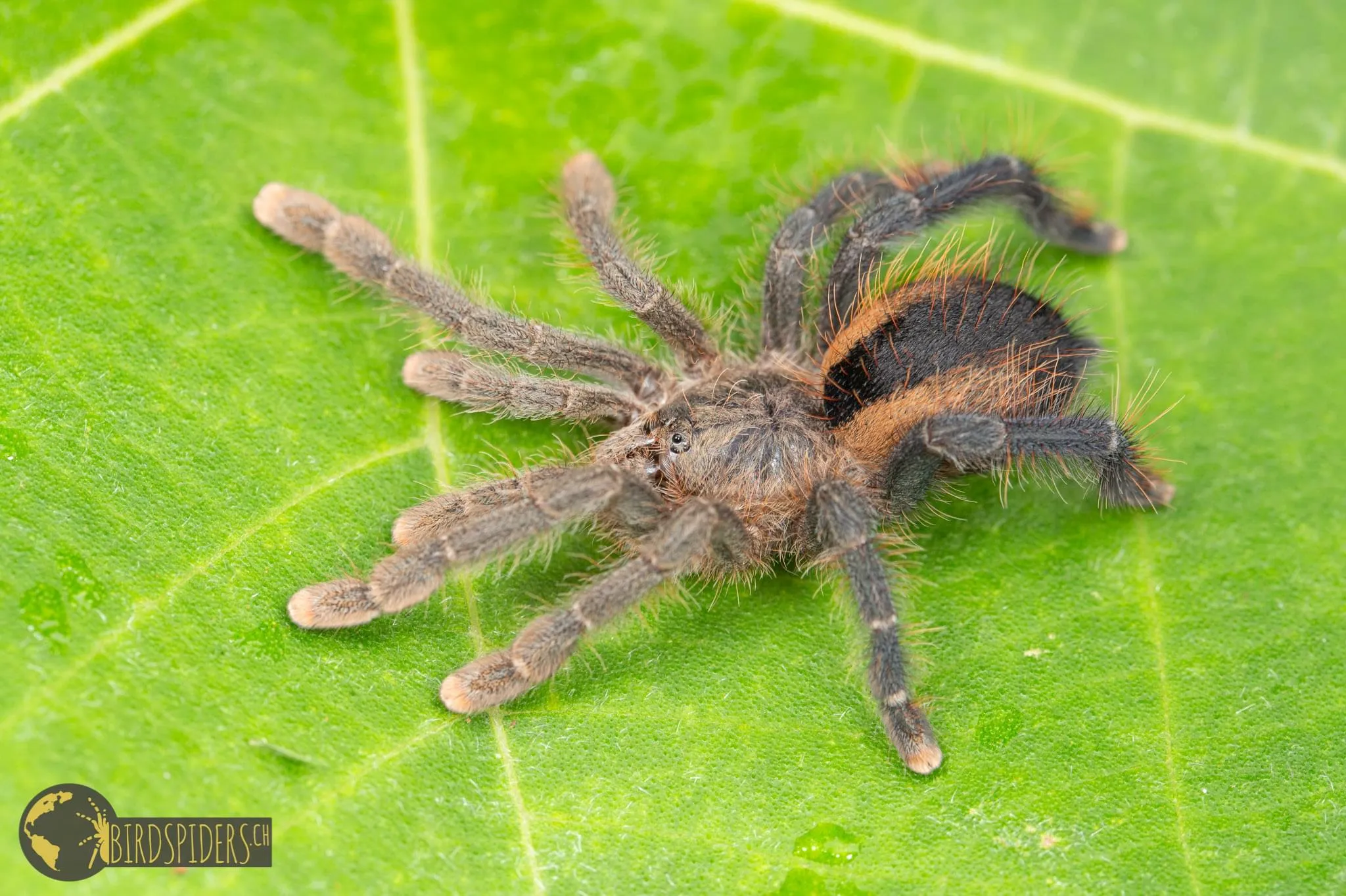 21649 pink toe tarantula enclosure