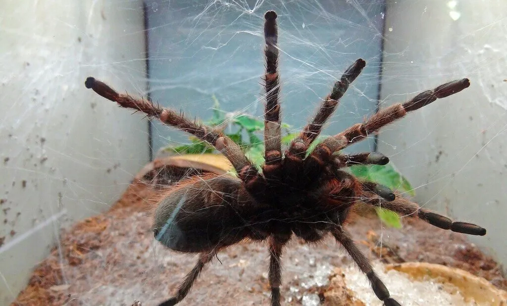 21649 pink toe tarantula molting