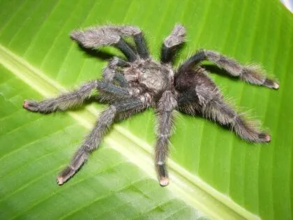 /img/21649-pink-toe-tarantula-water-bowl.webp