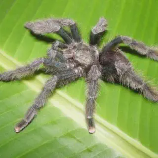 /img/21649-pink-toe-tarantula-water-bowl.webp
