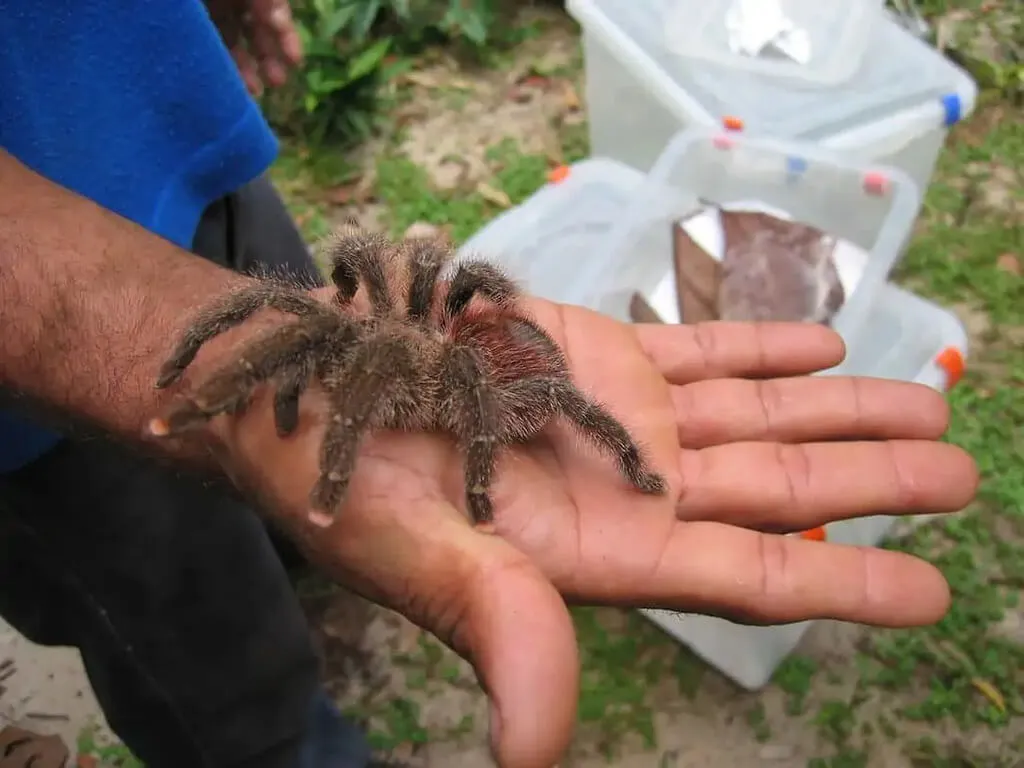 21649 substrate for tarantula