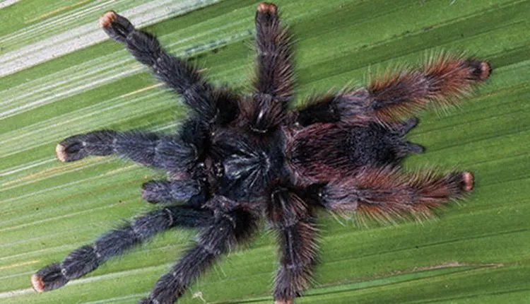 21649 tarantula misting