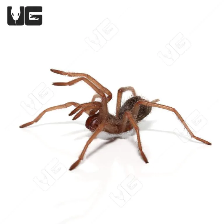 21650 black bird eater tarantula feeding
