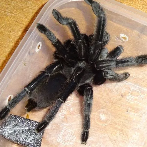 21650 black bird eater tarantula habitat setup