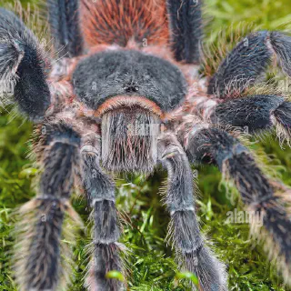 /img/21650-black-bird-eater-tarantula-handling.webp