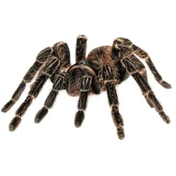 21650 black bird eater tarantula molting