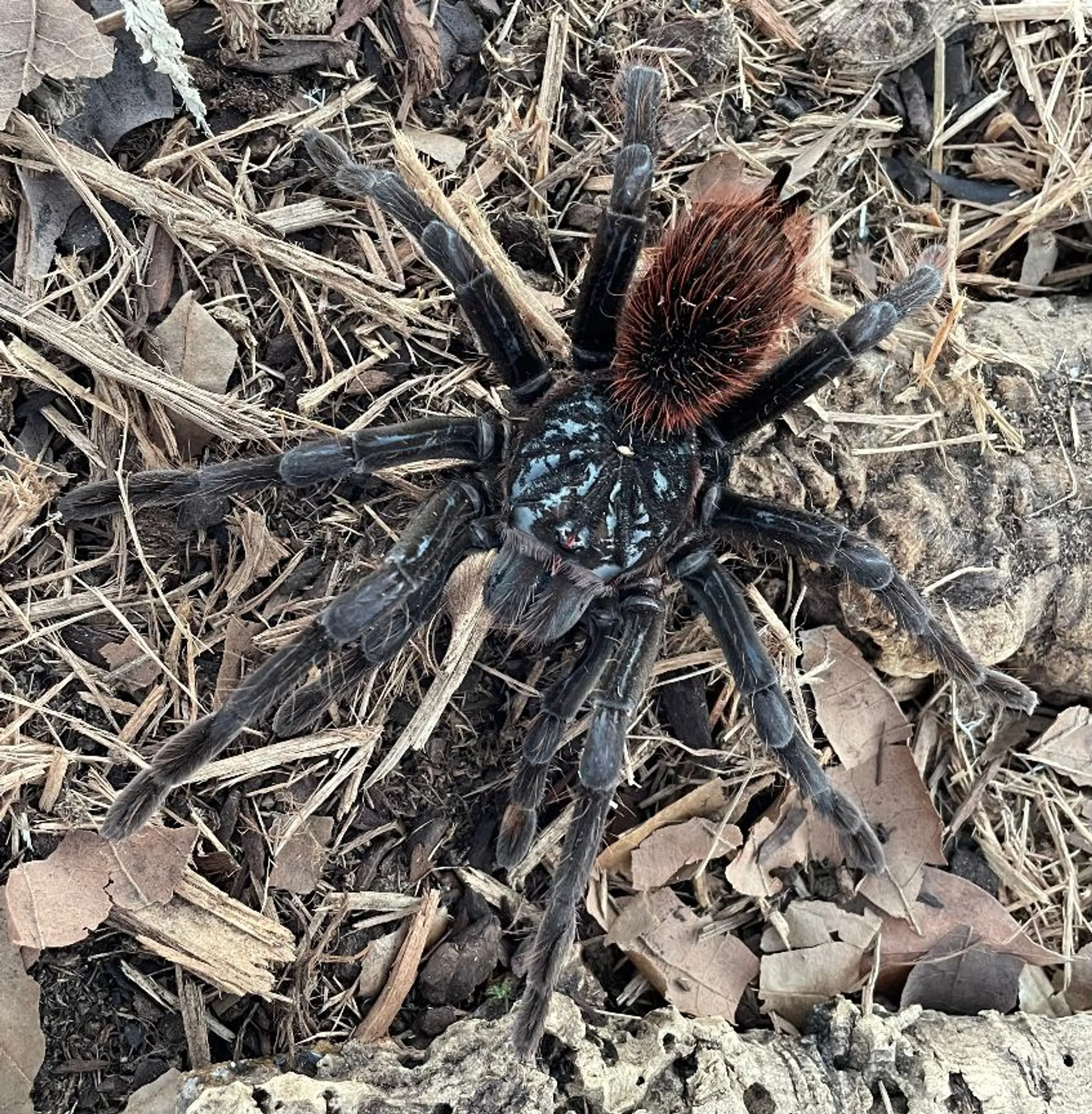 21650 black bird eater tarantula venom