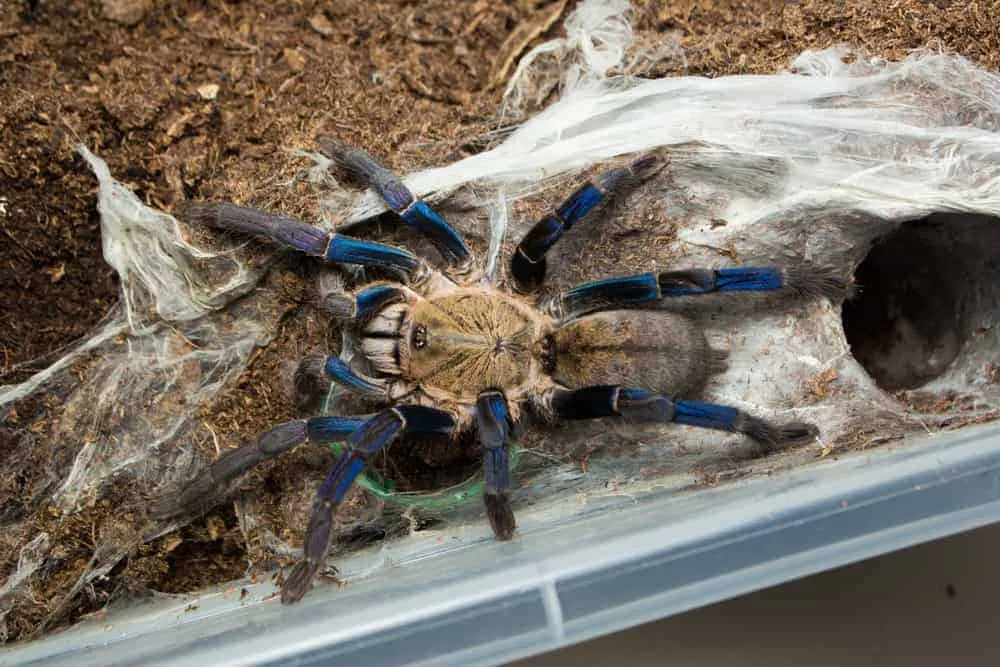 21652 cobalt blue tarantula enclosure