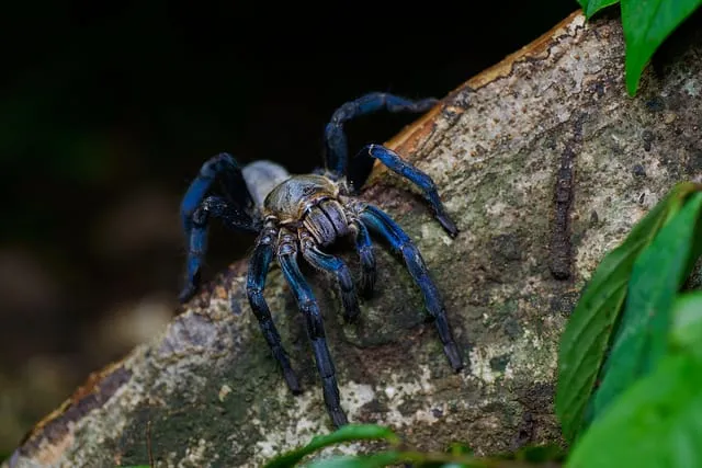 21652 cobalt blue tarantula feeding