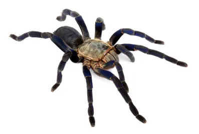 21652 cobalt blue tarantula handling