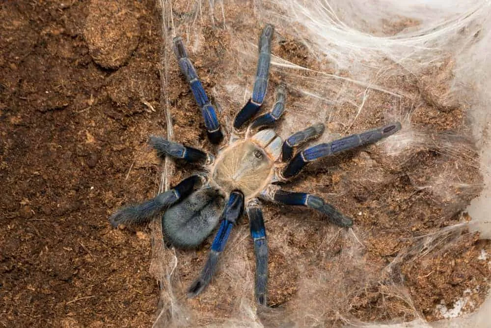 /img/21652-cobalt-blue-tarantula-size.webp