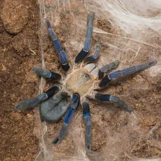 /img/21652-cobalt-blue-tarantula-size.webp