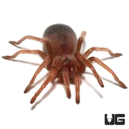 21655 baby tarantula feeding