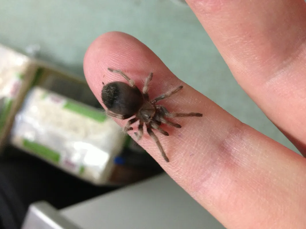 21655 mexican red knee tarantula enclosure