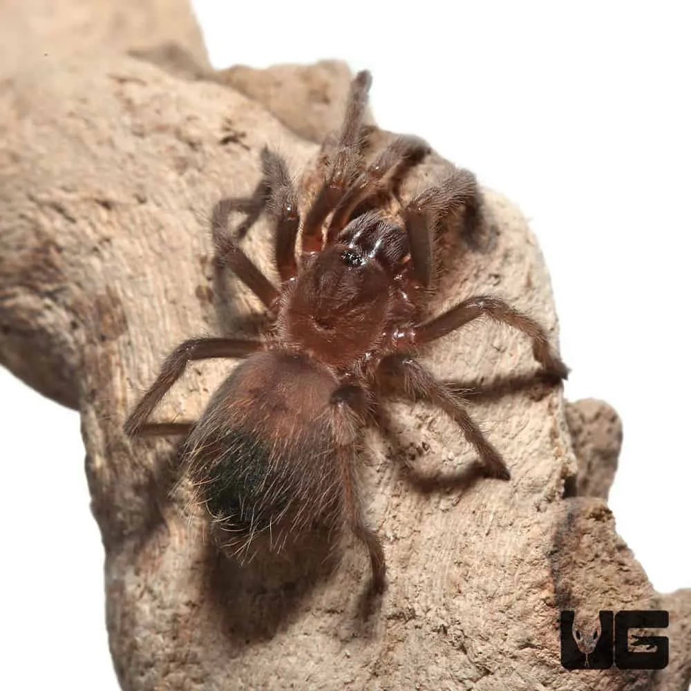 21655 mexican red knee tarantula molting