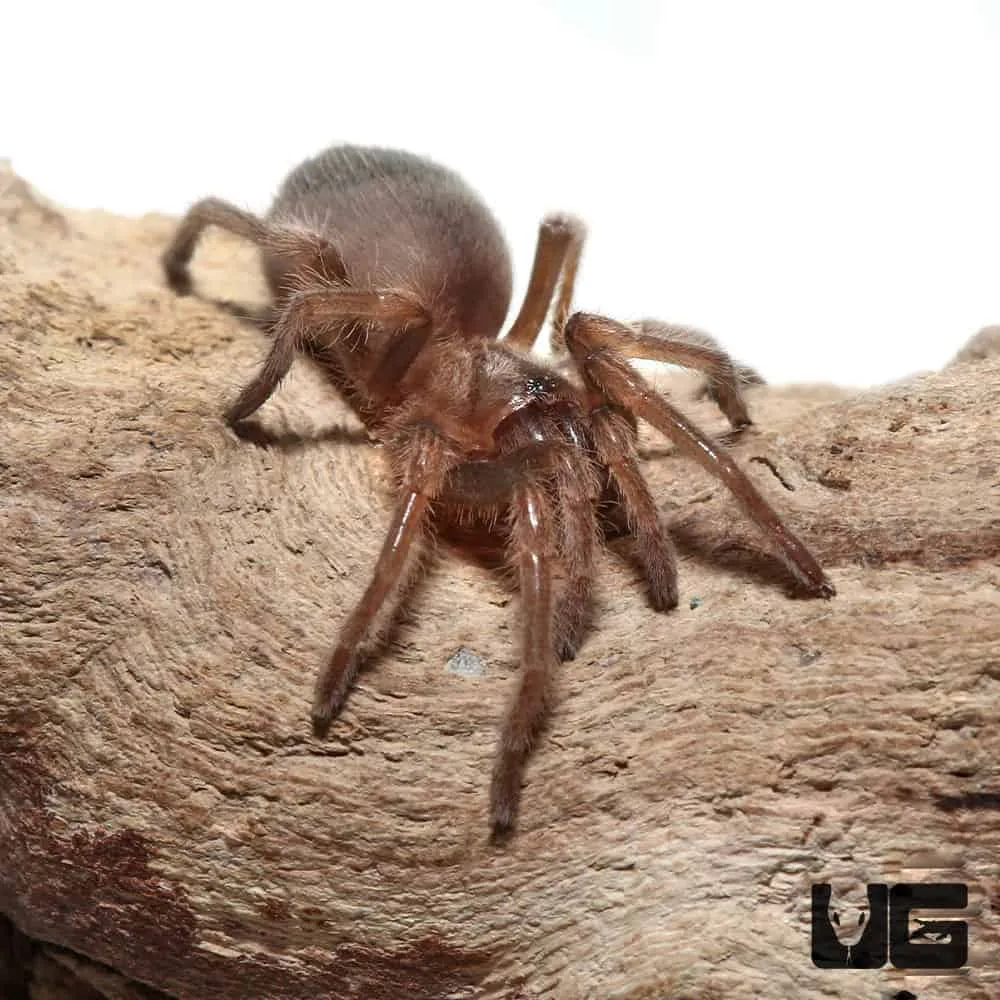 21655 tarantula substrate
