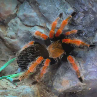 /img/21655-tarantula-water-dish.webp