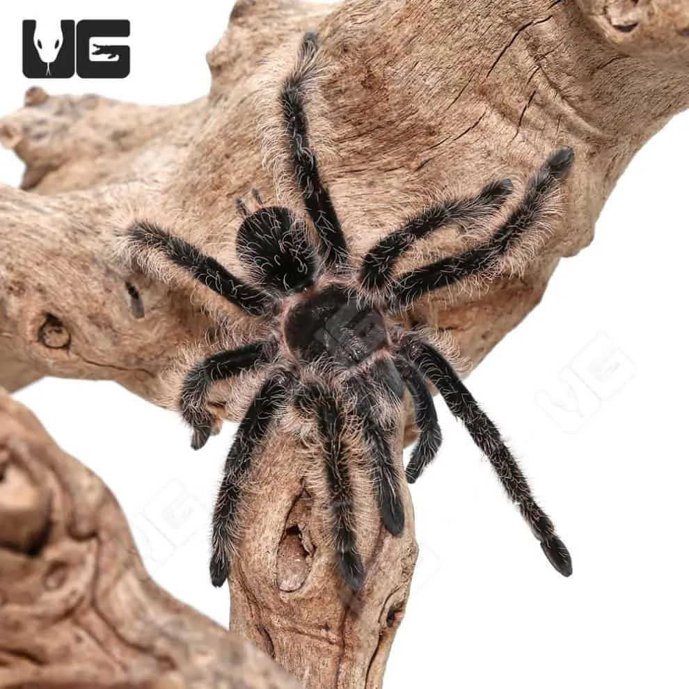 21656 curly hair tarantula feeding