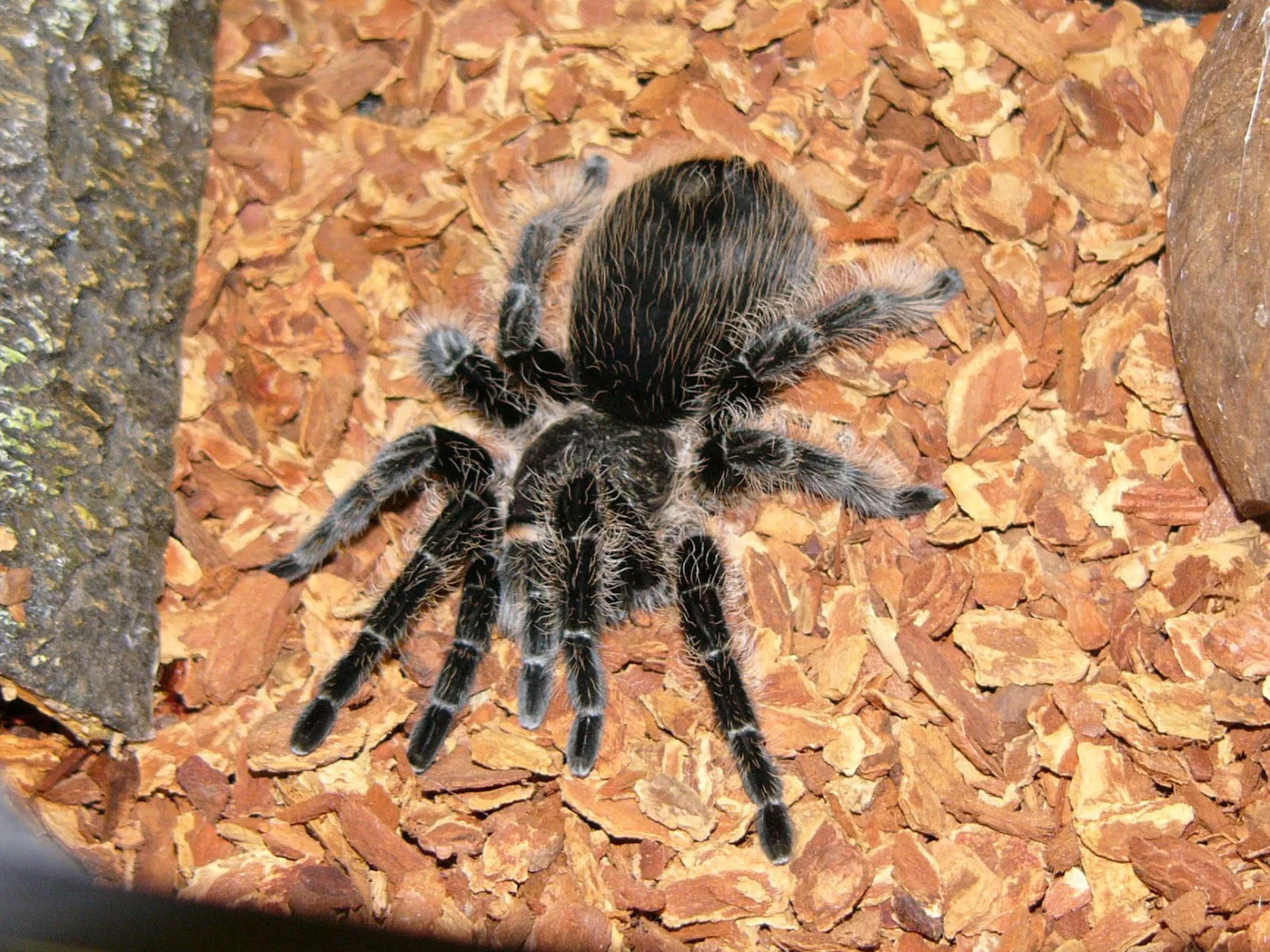 21656 curly hair tarantula habitat