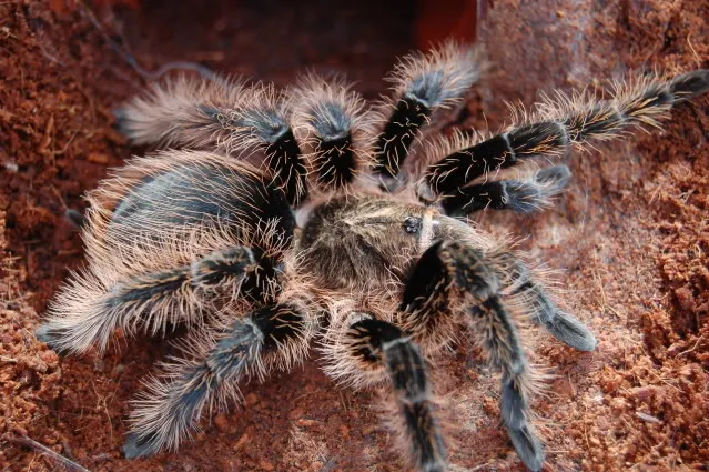 21656 spiderling curly hair