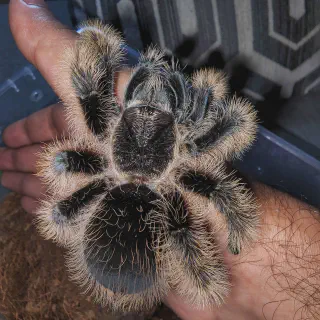 /img/21656-tarantula-enclosure.webp