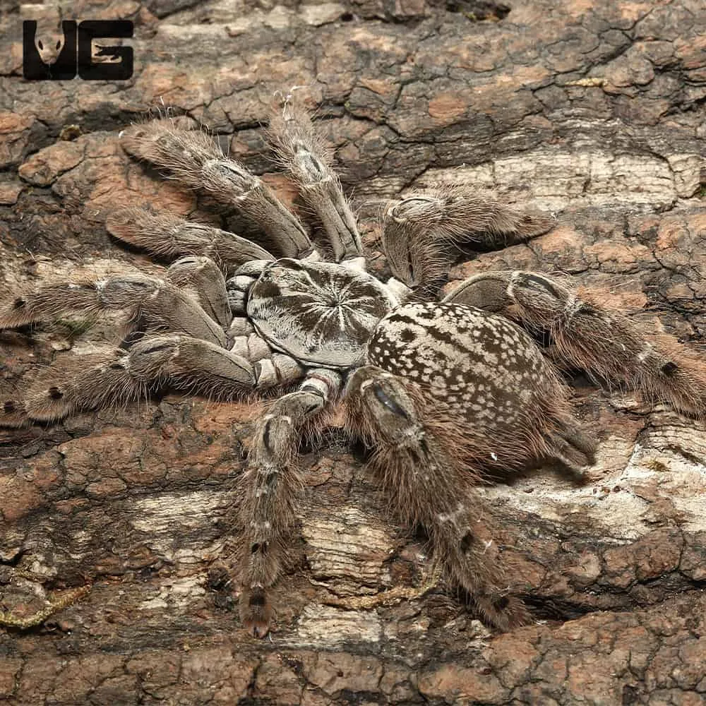 21657 mozambique gold baboon tarantula behavior