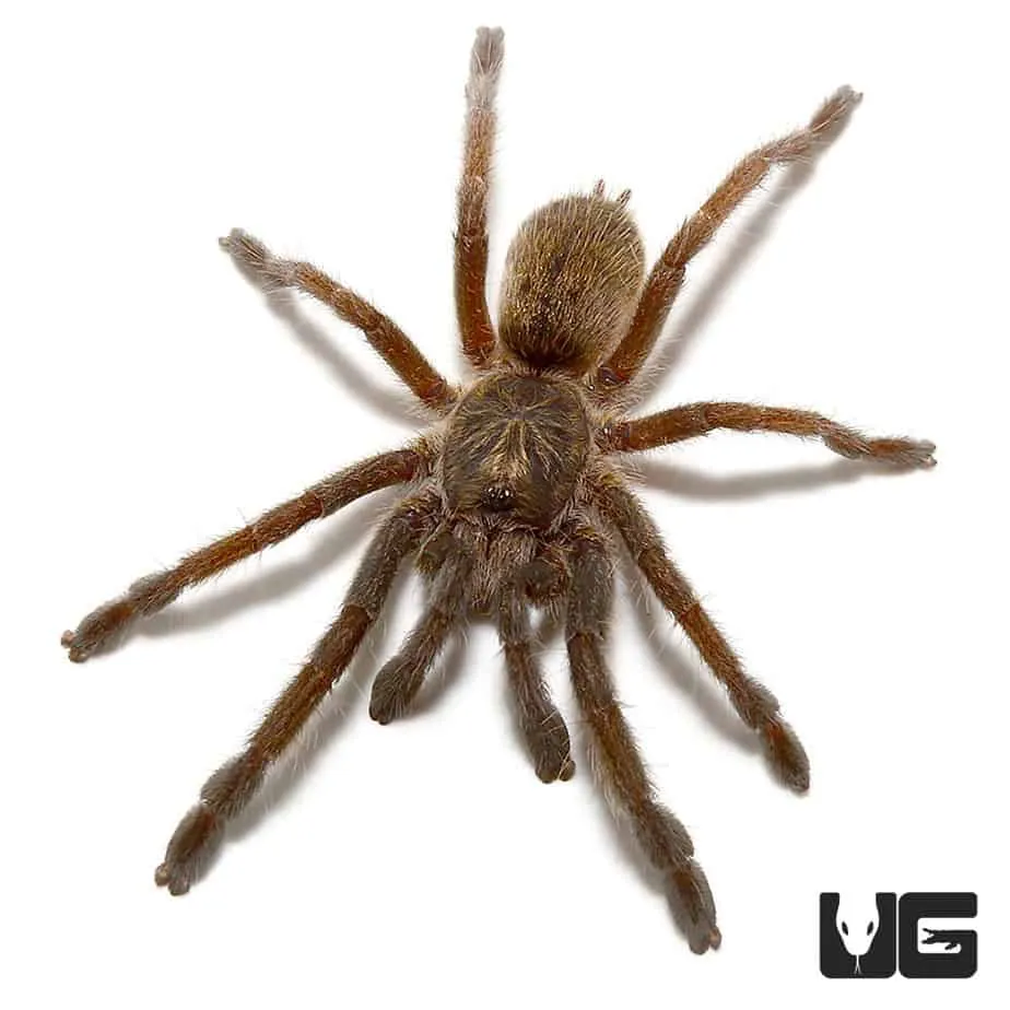 21657 mozambique gold baboon tarantula coloration
