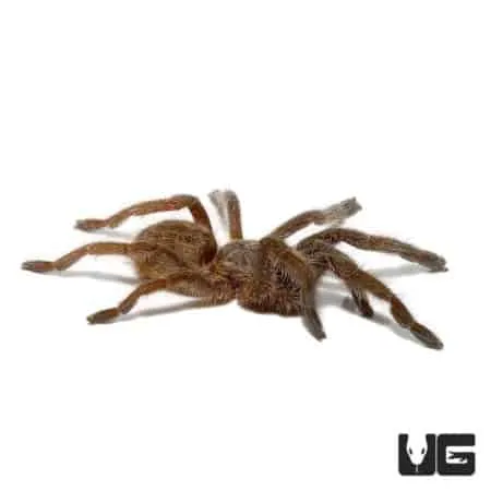 21657 mozambique gold baboon tarantula features