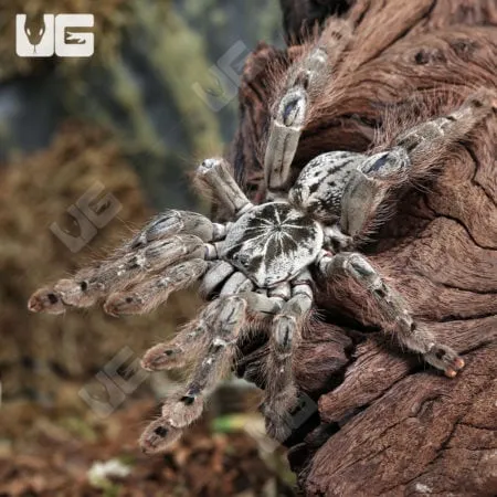 21657 mozambique gold baboon tarantula feeding