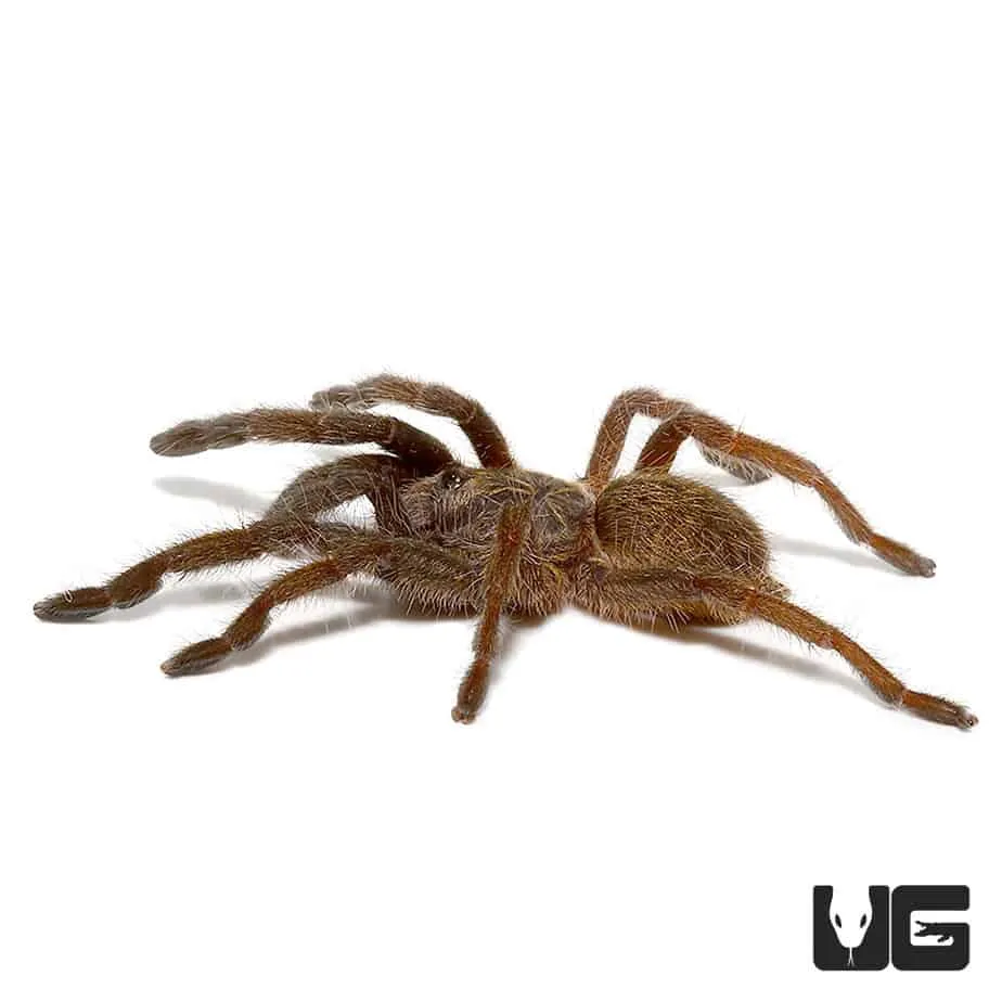 21657 mozambique gold baboon tarantula habitat