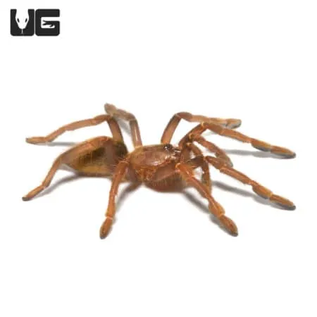 /img/21657-mozambique-gold-baboon-tarantula-lifespan.webp