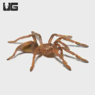 /img/21657-mozambique-gold-baboon-tarantula-lifespan.webp