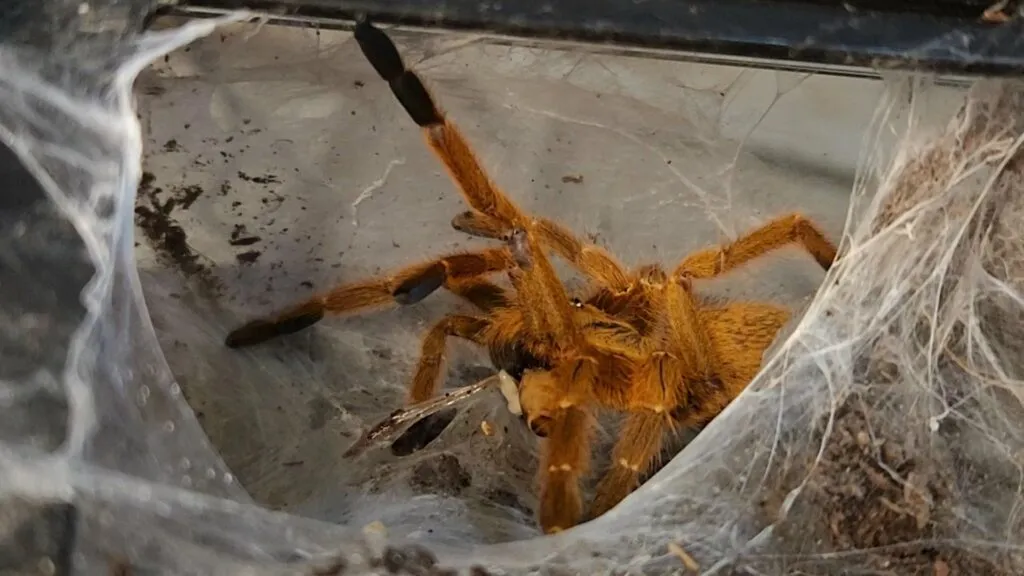 /img/21660-tarantula-cost.webp