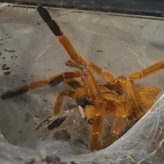 /img/21660-tarantula-cost.webp