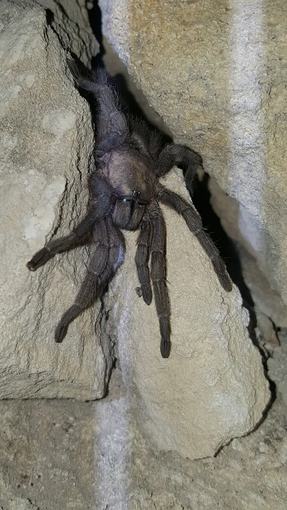 21660 tarantula feeding