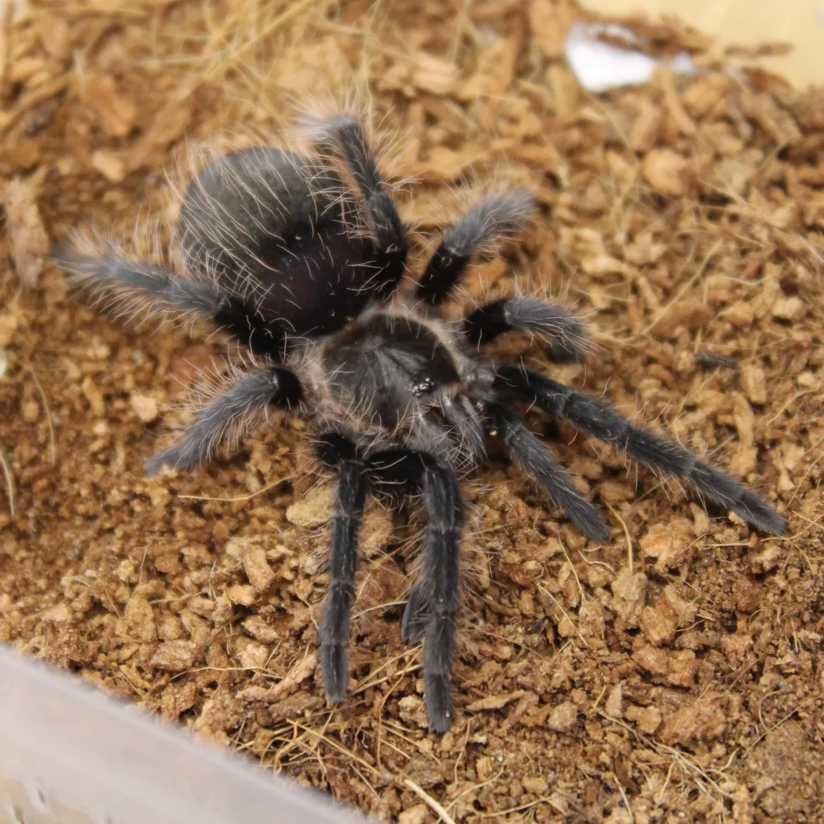 21660 tarantula handling