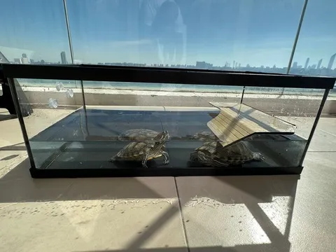 21660 tarantula healthy