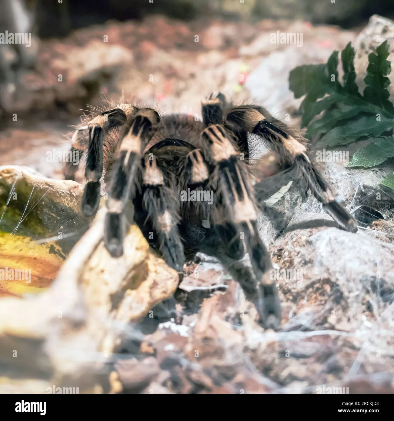 /img/21661-safe-tarantula-handling.webp