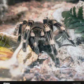 /img/21661-safe-tarantula-handling.webp